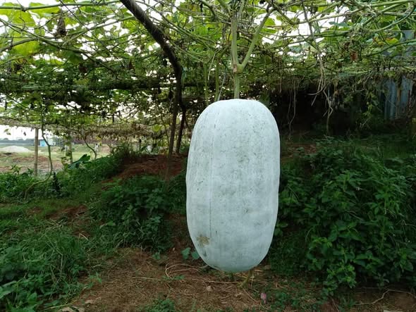 কুমড়া বড়ি - Image 2