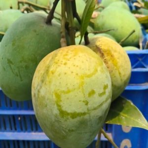 হাড়িভাঙ্গা আম