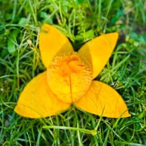 হিমসাগর আম ১০ কেজি