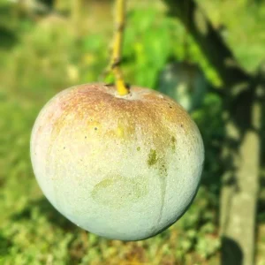 বারি ফোর আম